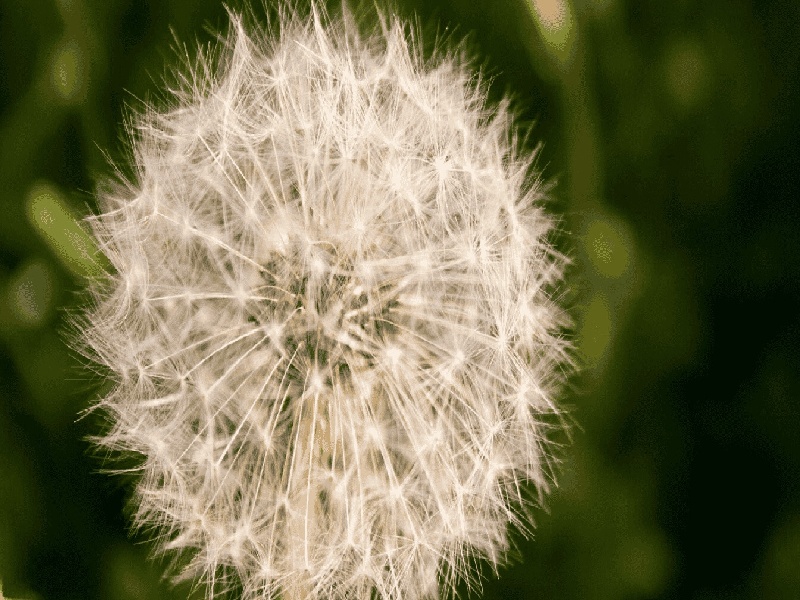 做试管如何成功（试管免疫全套查血）