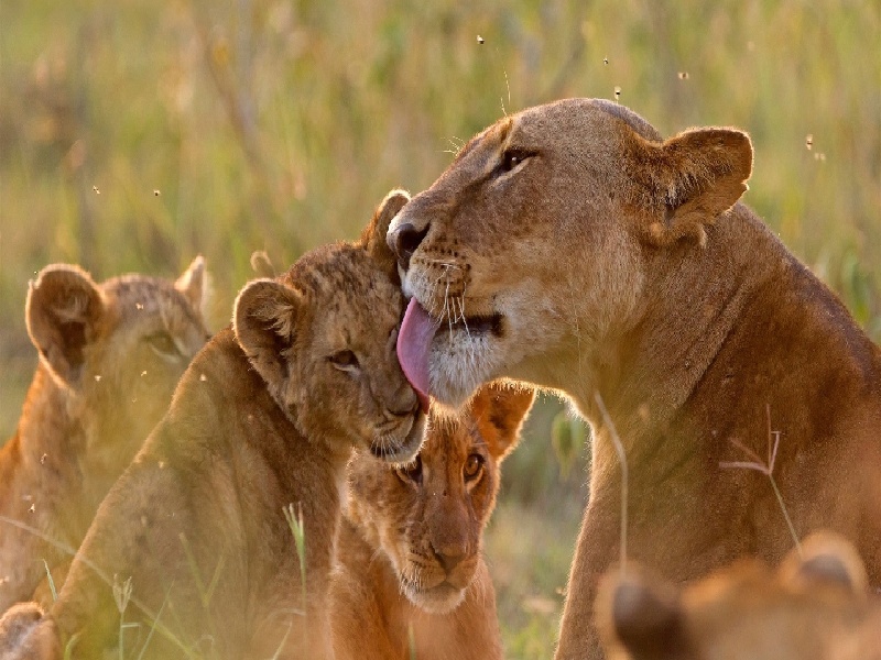 试管孕妇垃圾食品（准备试管月经推迟）