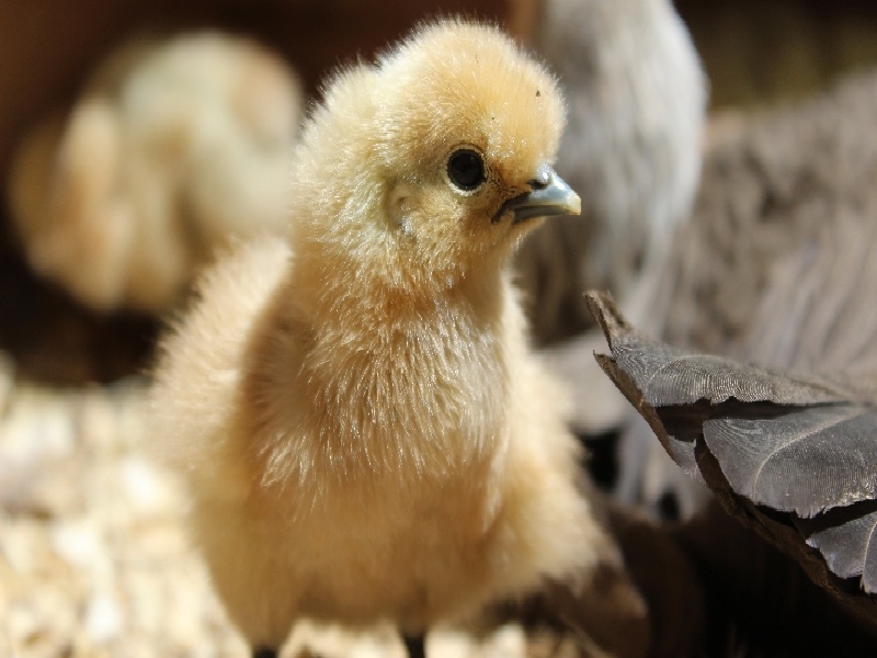 广东医院试管推荐（试管引产的原因）